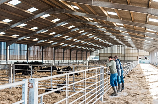 سوله دامداری